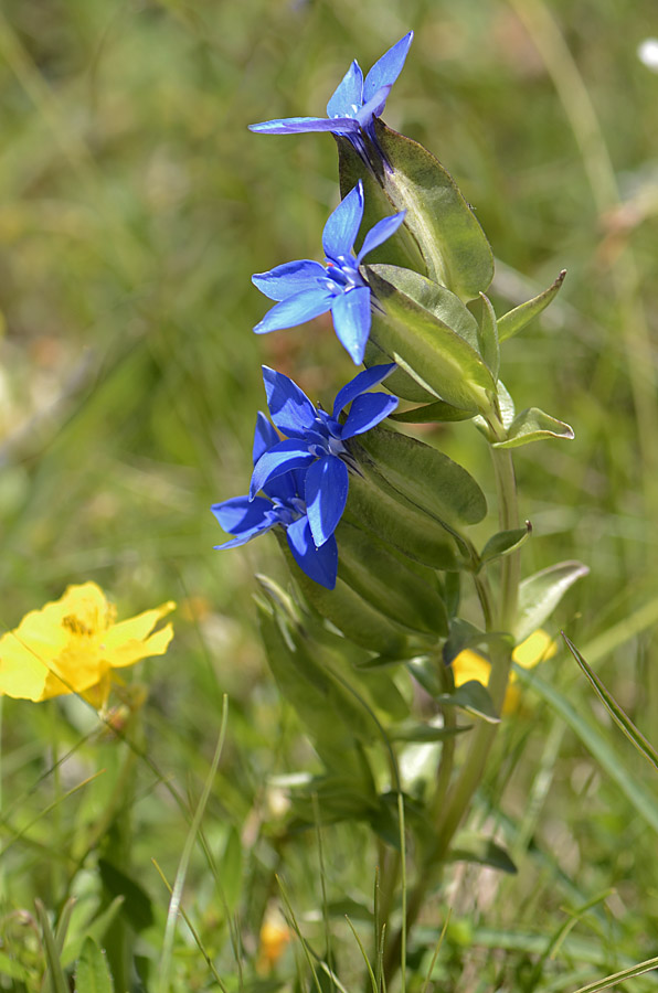 Gentiana utriculosa / Genziana alata